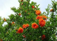<strong>石榴的種植技術(shù)與方法</strong>