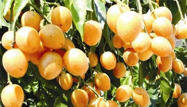 黃皮果的種植技術(shù)