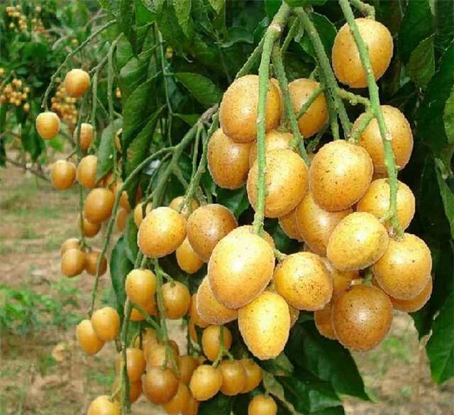 黃皮果的種植技術(shù)