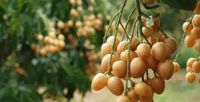 黃皮果的種植技術(shù)