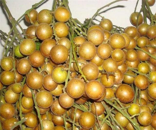 黃皮果的種植技術(shù)