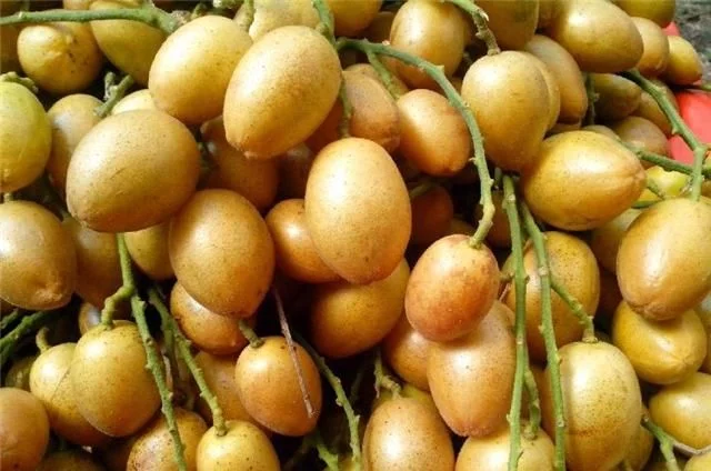 黃皮果的種植技術(shù)