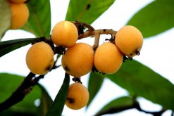 <strong>枇杷的種植技術(shù)</strong>