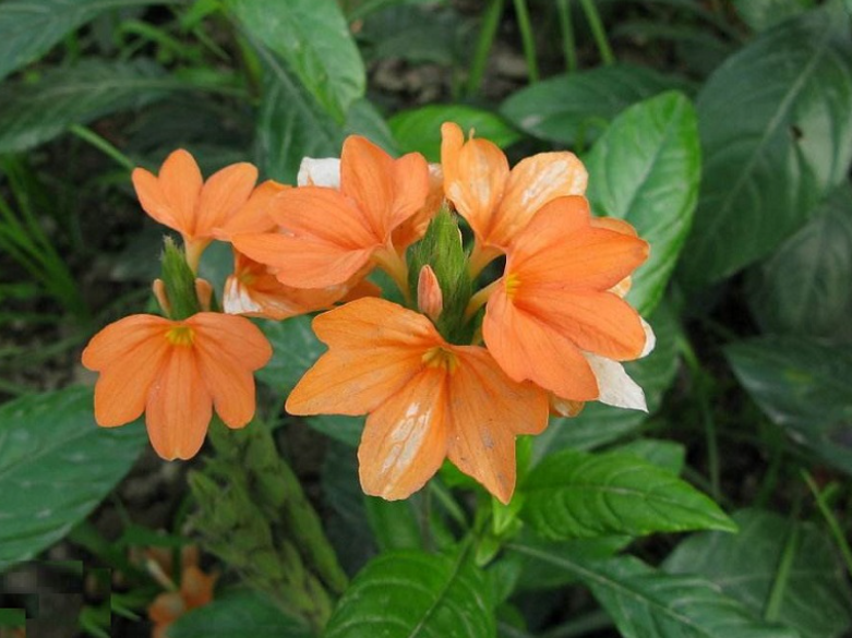 鳥尾花的花語是什么,在室內可以養嗎?