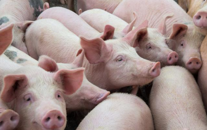 美國瑞普斯生物:種公豬的飼養管理和后備種豬的選擇