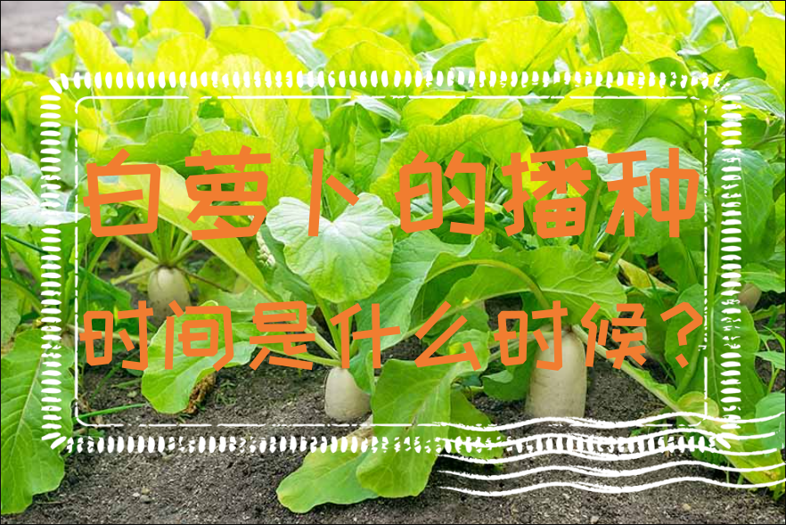 白蘿卜的播種時間是什么時候?四個季節蘿卜種植要點