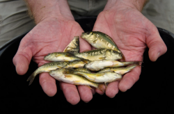 <strong>2-3厘米鯽魚苗一年能長多大？鯽魚養殖條件介紹</strong>