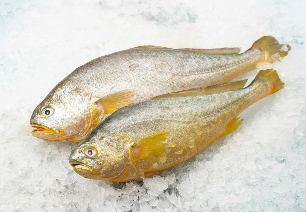 野生黃魚和養殖黃魚的區別?