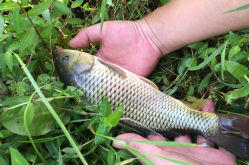 <strong>稻花魚是什么魚？怎么養殖？</strong>