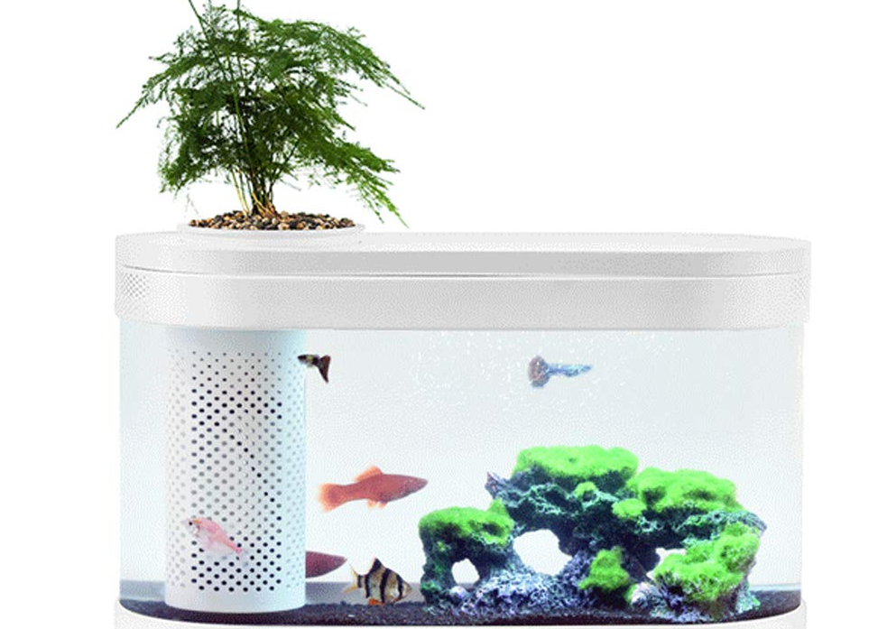 自制永不換水生態魚缸要注意些什么?