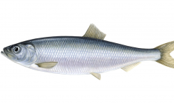 <strong>青魚是什么魚？生長習性是什么？</strong>