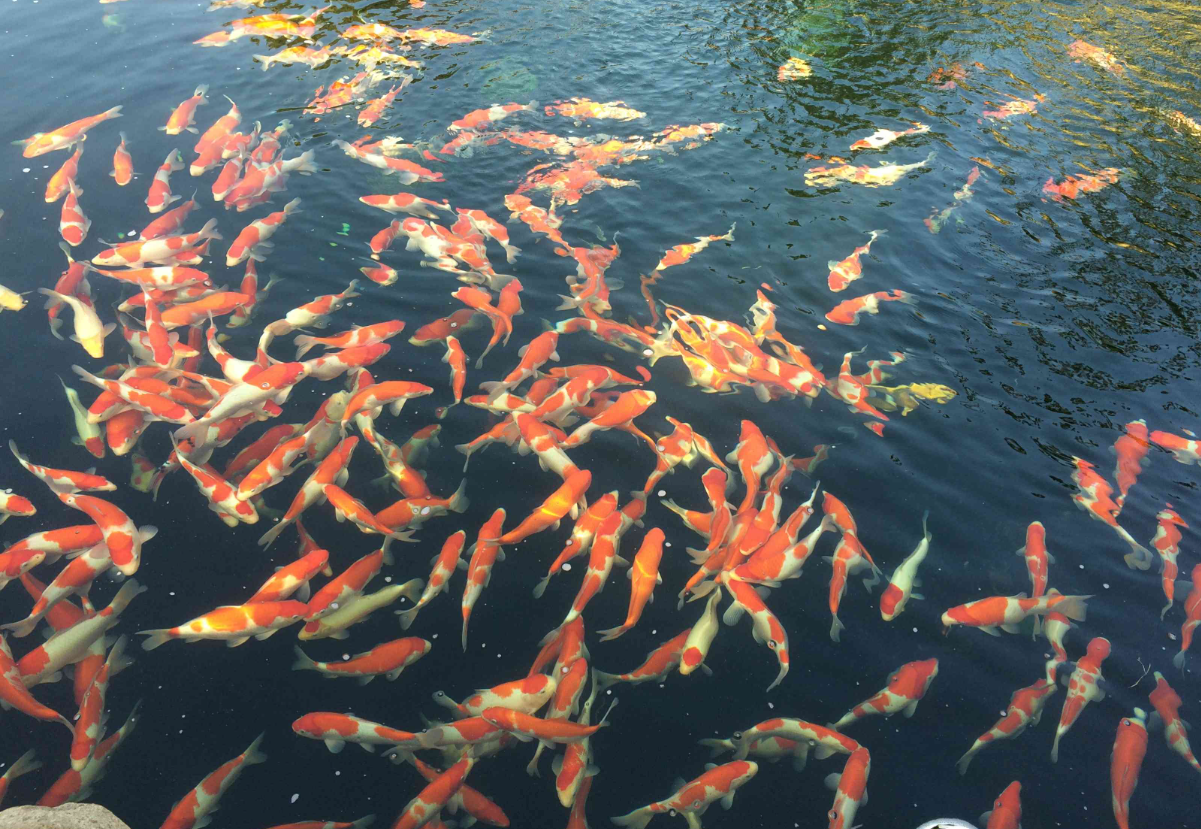 魚塘水草太多的危害以及怎么清理?