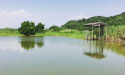 <strong>魚(yú)塘亞硝酸鹽高怎么降下來(lái)？</strong>