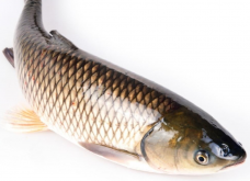 <strong>四大家魚是指哪四種魚？</strong>