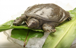 <strong>甲魚養殖的池塘怎么建合理？</strong>