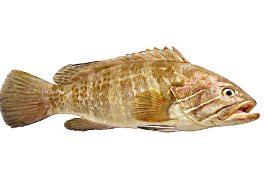 石斑魚有哪些特點？