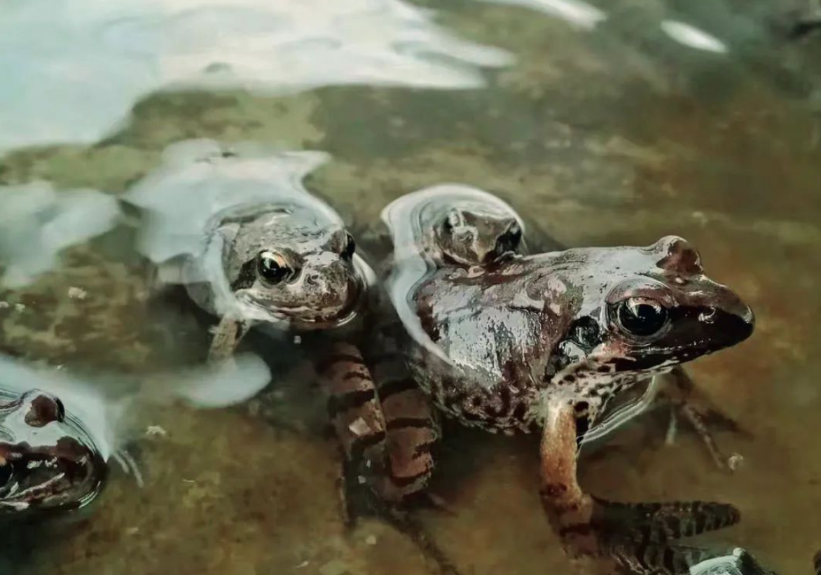 林蛙是保護動物嗎?怎么養殖?