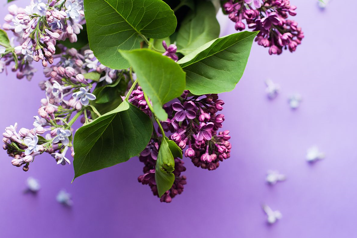 春天開(kāi)紫色花的花卉有哪些?