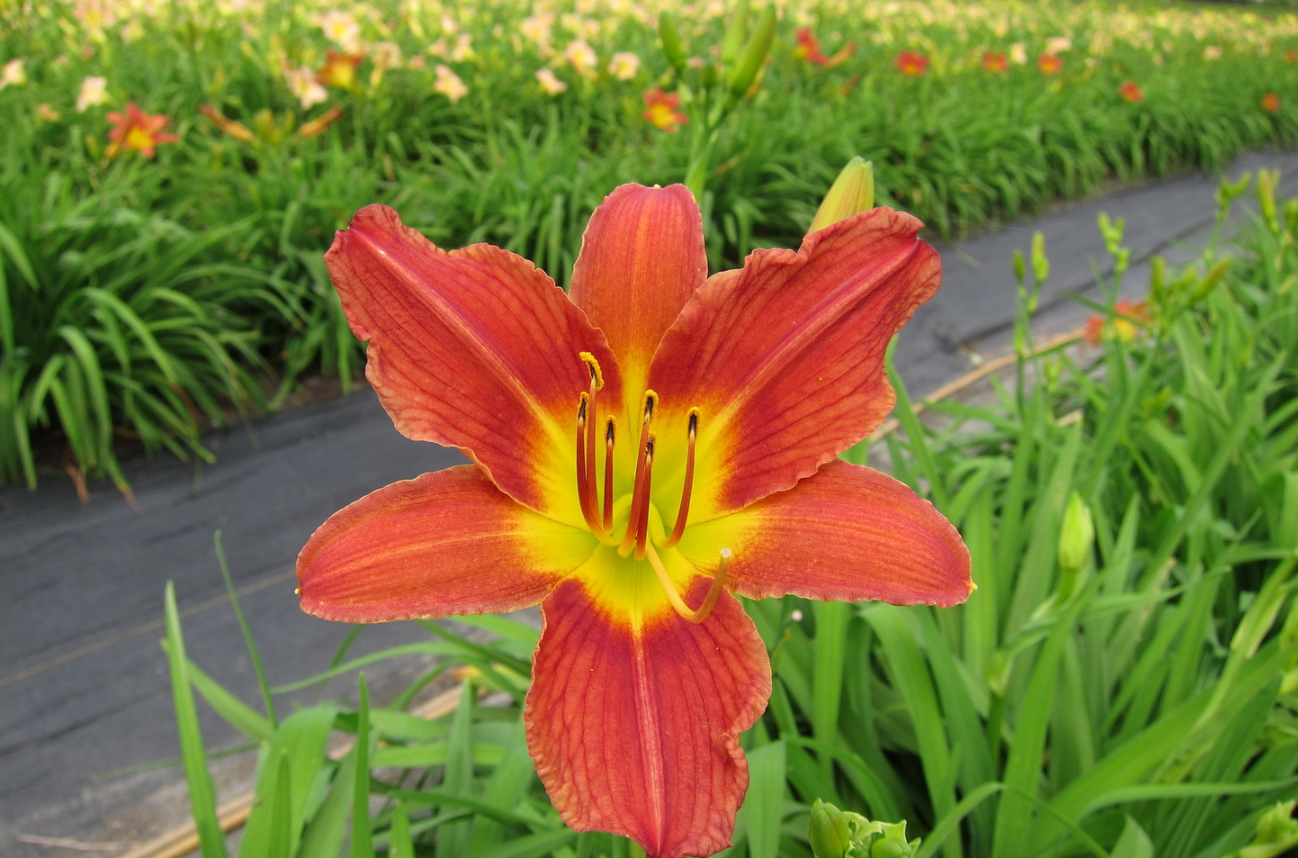 萱草不開花的原因?