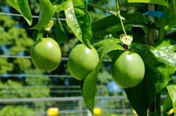 <strong>種植百香果為什么要搭架？</strong>