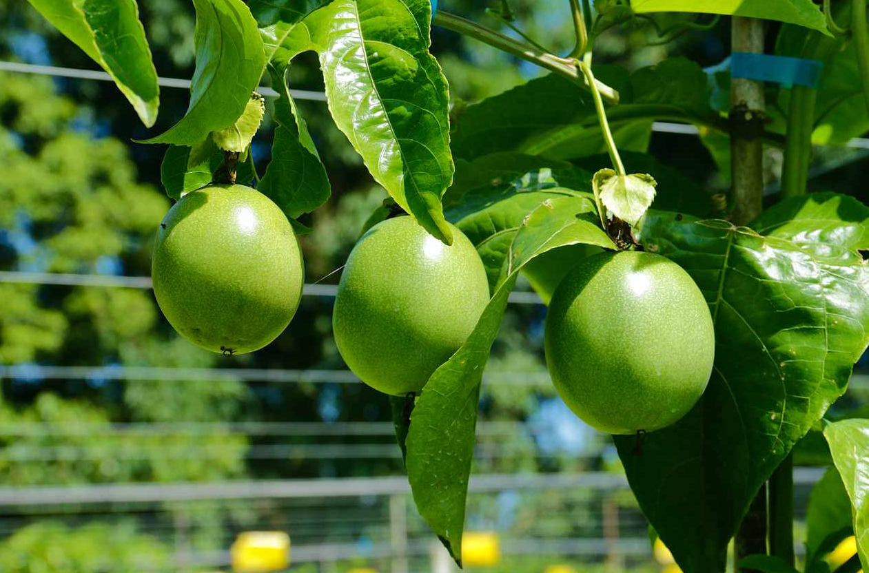 種植百香果為什么要搭架？