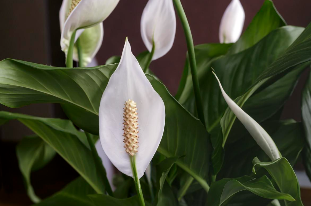 白鶴芋應該如何養殖?