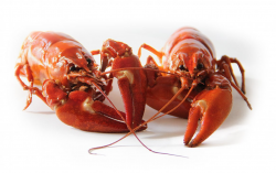 <strong>養(yǎng)殖澳洲龍蝦的飼料有幾種？</strong>