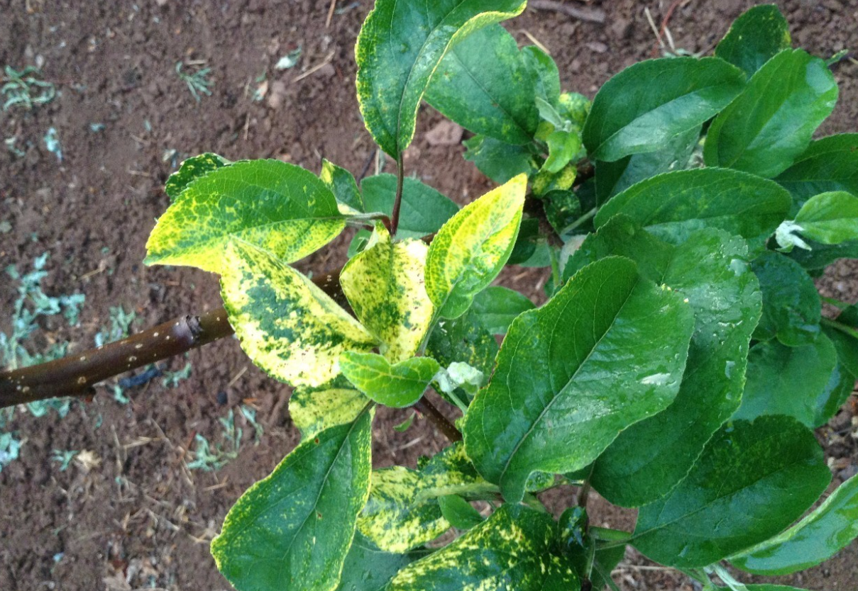 果樹花葉病怎么根治?有哪些特點?