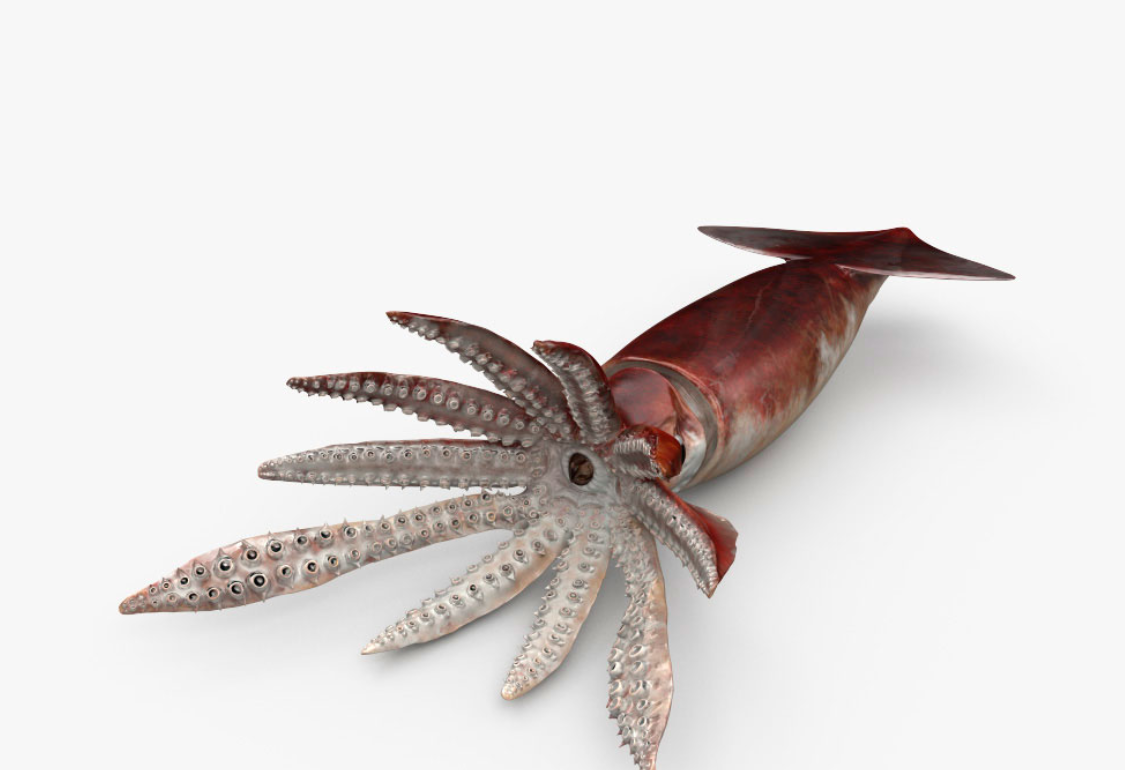 烏賊和魷魚是同一種魚嗎?