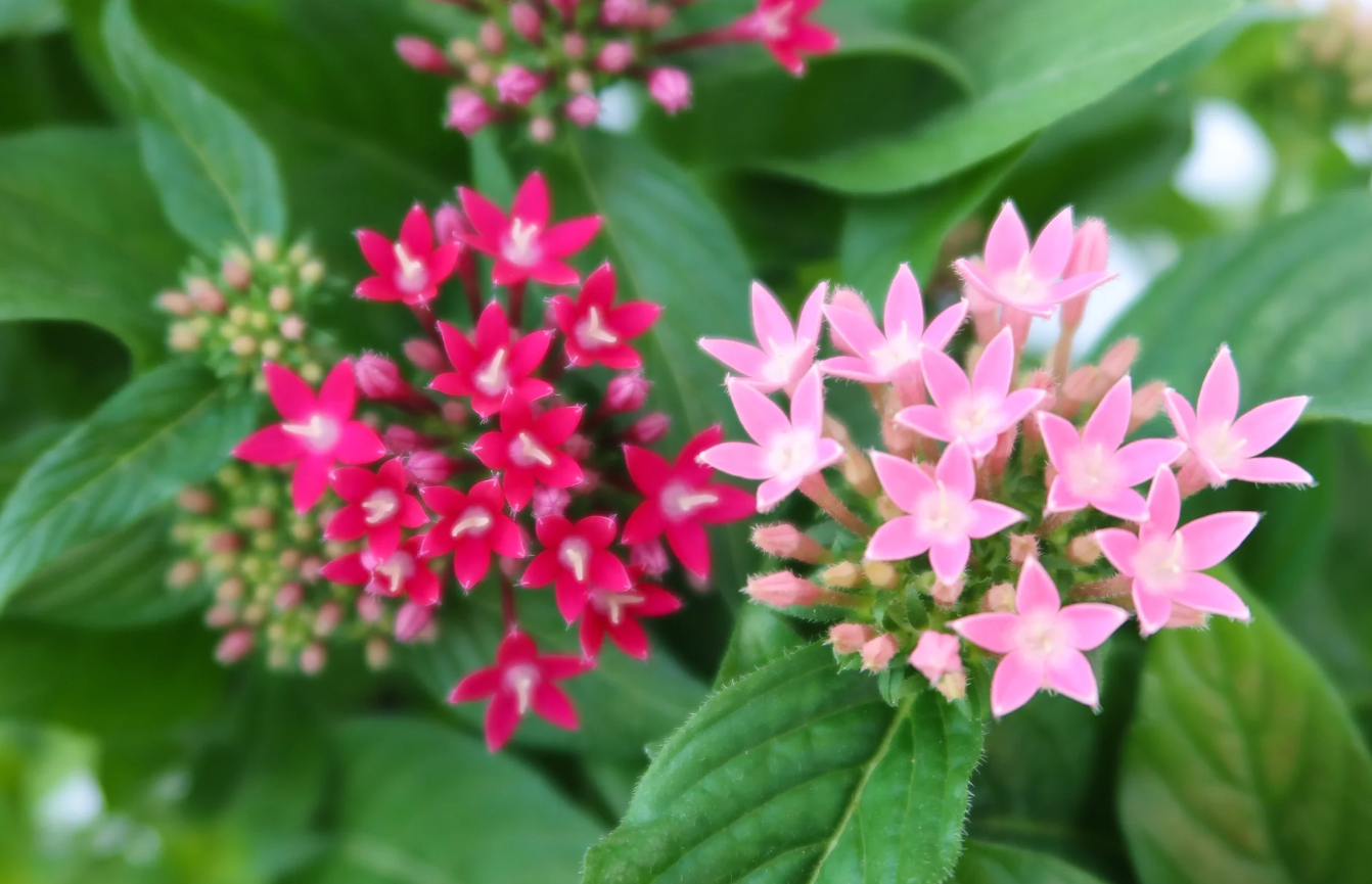 五星花應該如何種植?