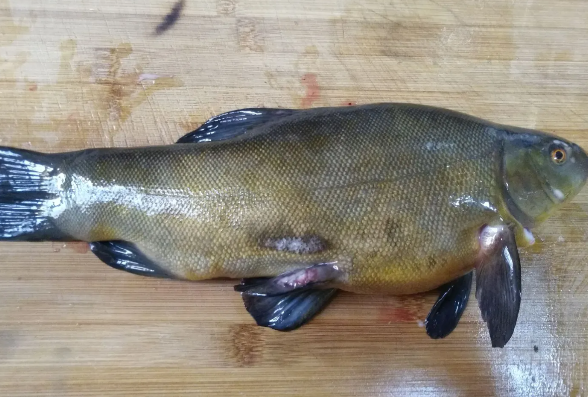 丁桂魚要如何養(yǎng)殖?