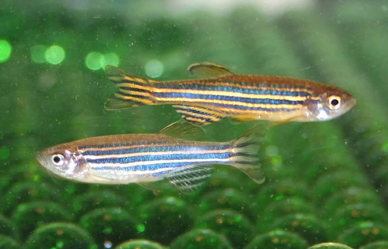 斑馬魚需要如何養殖?