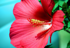 <b>芙蓉花為什么會變色？</b>