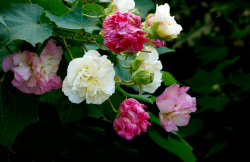 <b>家庭養芙蓉花怎么養？</b>