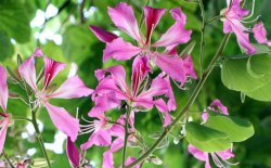 <strong>紫薇花的花期長嗎？</strong>
