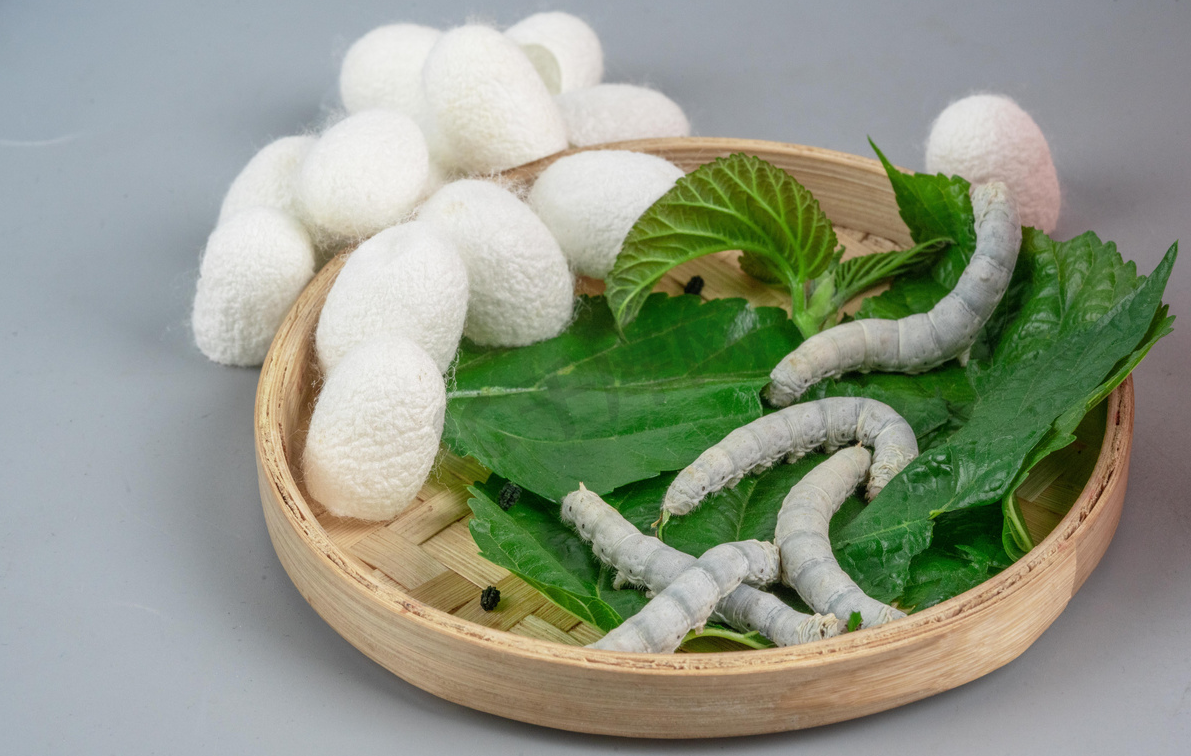 農村怎么養蠶?