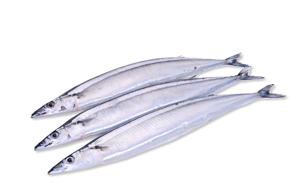 刀魚能人工養殖嗎?