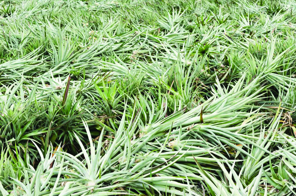 撲乙除草劑防治哪些雜草?