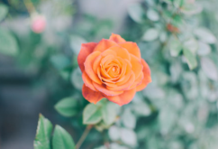 <strong>種植月季如何做到盆盆爆花？</strong>