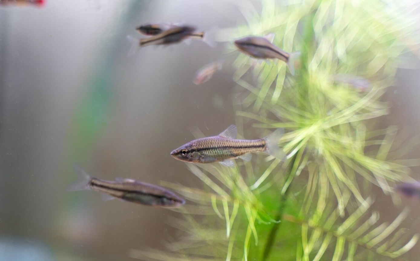如何養殖魚苗?