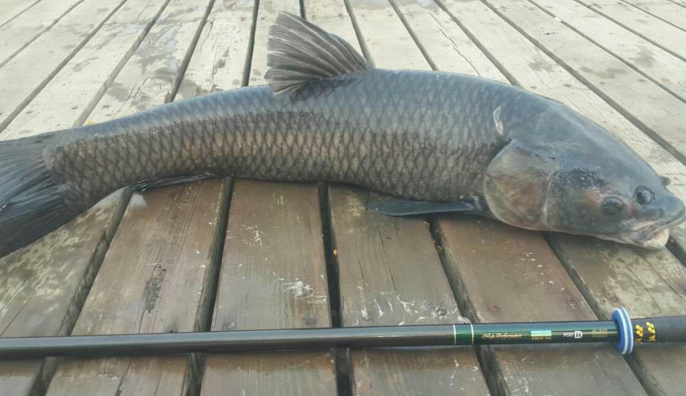 市場為什么不讓賣青魚?