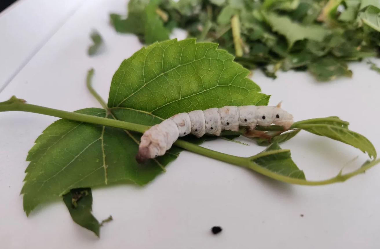 養蠶怎樣產量高?