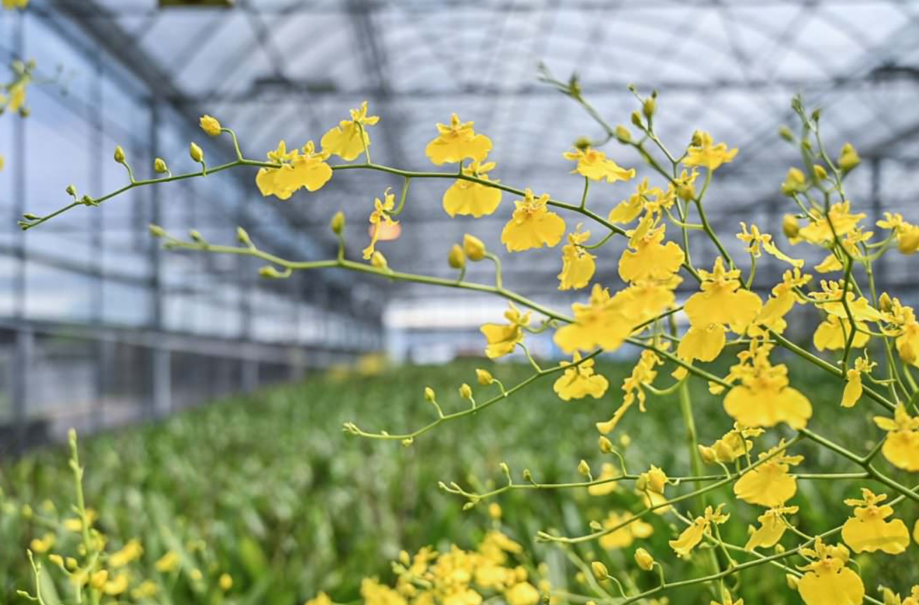 文心蘭抽花劍到開花需要多久?