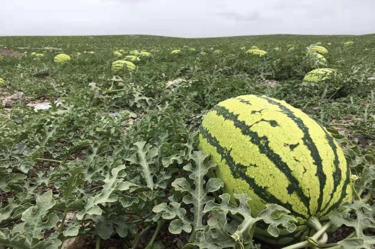 硒砂瓜為什么不讓種了?