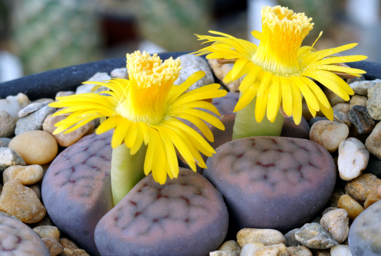 生石花表皮發皺怎么回事?