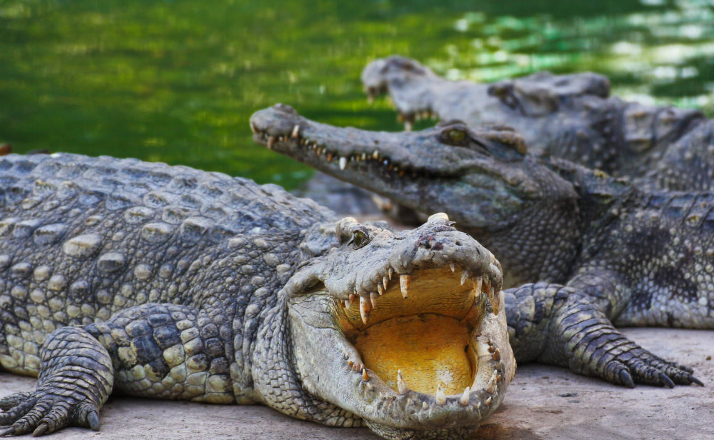鱷魚可以私人養殖嗎?