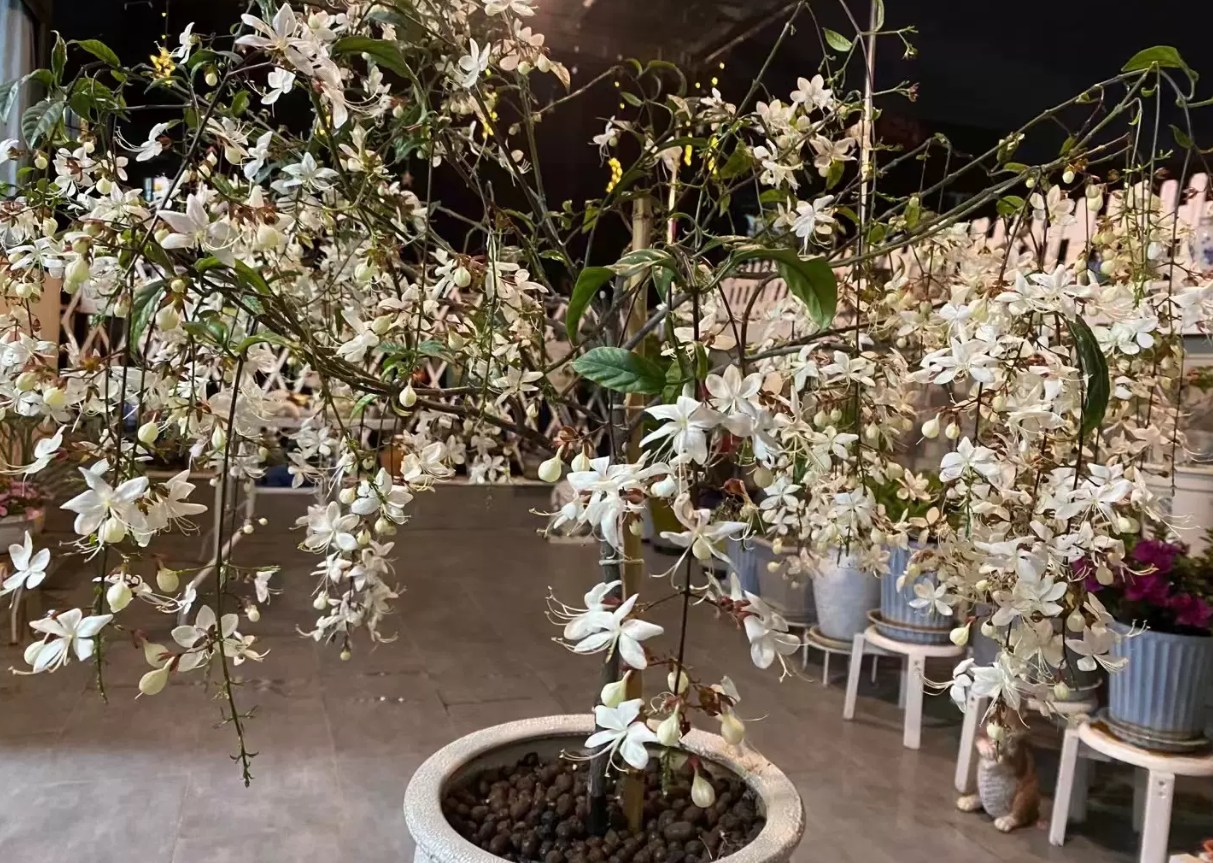 垂絲茉莉小苗養(yǎng)一年可以開花嗎?