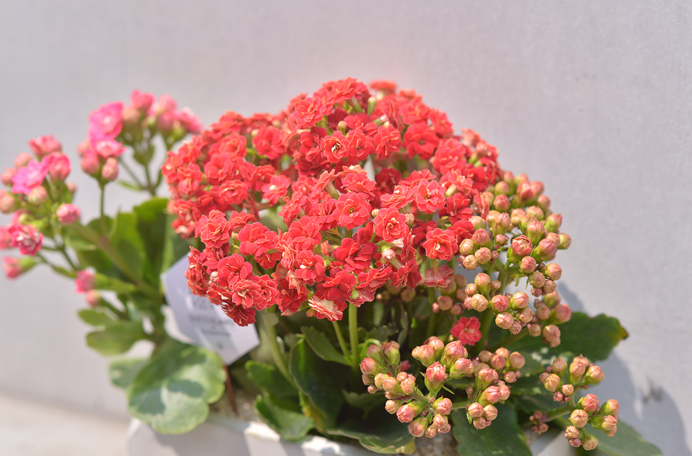 長壽花能放陽臺(tái)上養(yǎng)嗎?