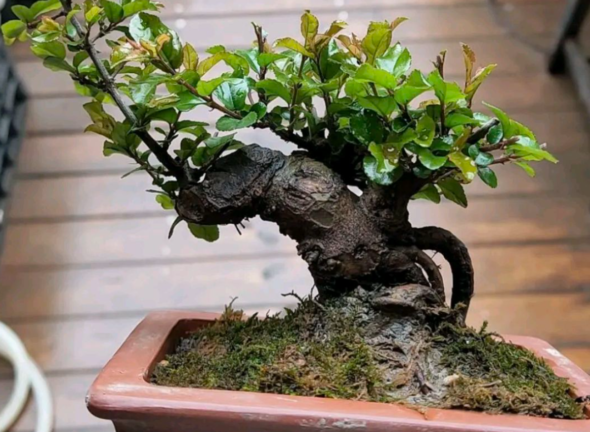 雀梅幾月挖野生樁最合適?