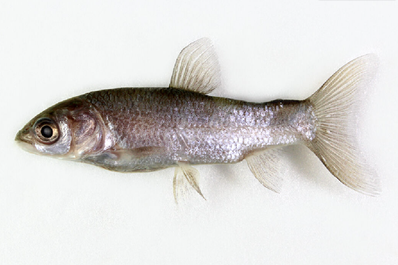 青魚和草魚怎么分辨?